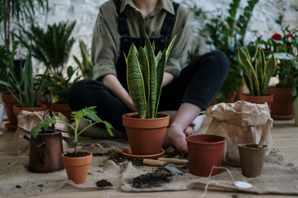 Person sitting cross-legged on the floor surrounded by potted plants and gardening tools, repotting a snake plant indoors.
