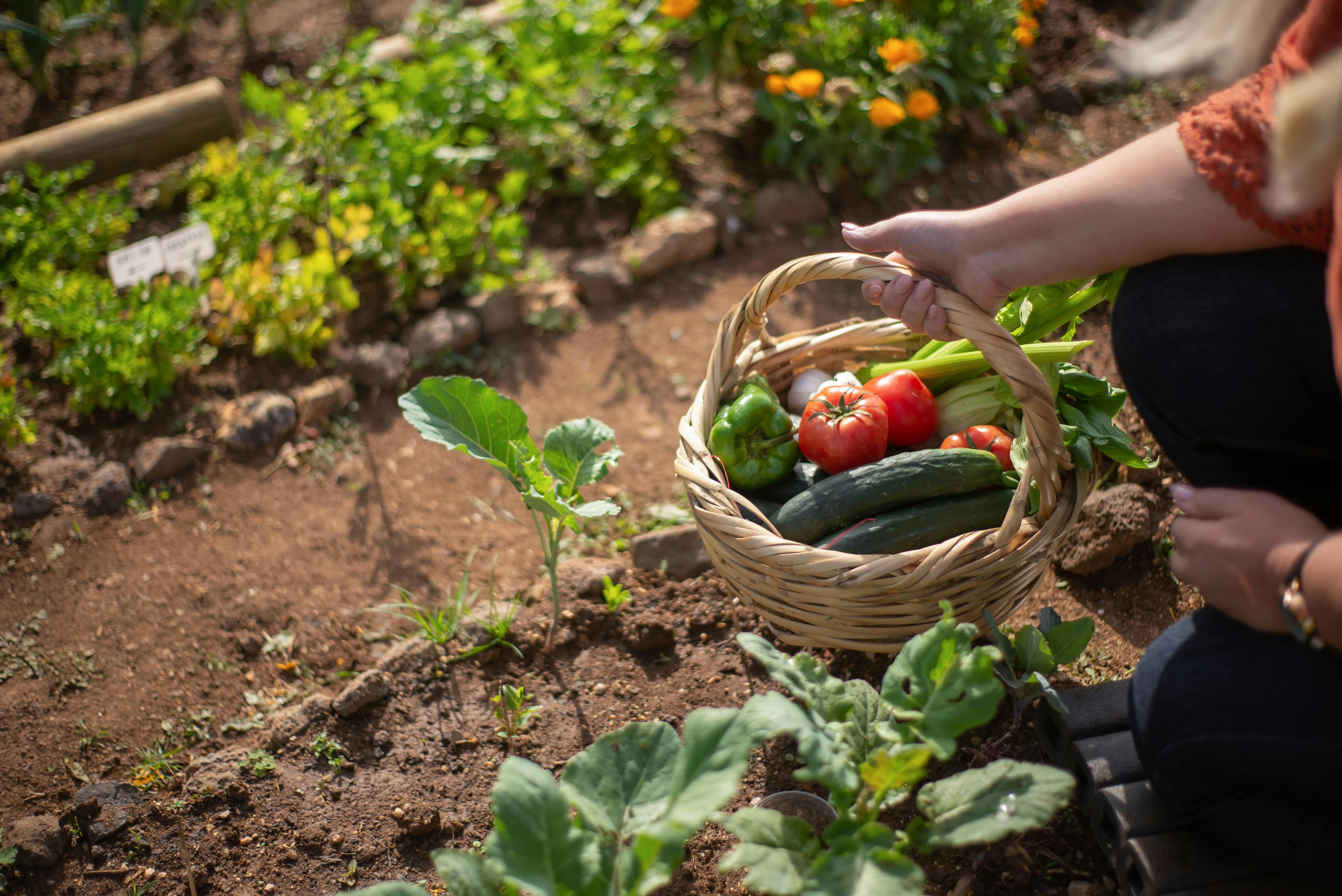 farm to table meaning