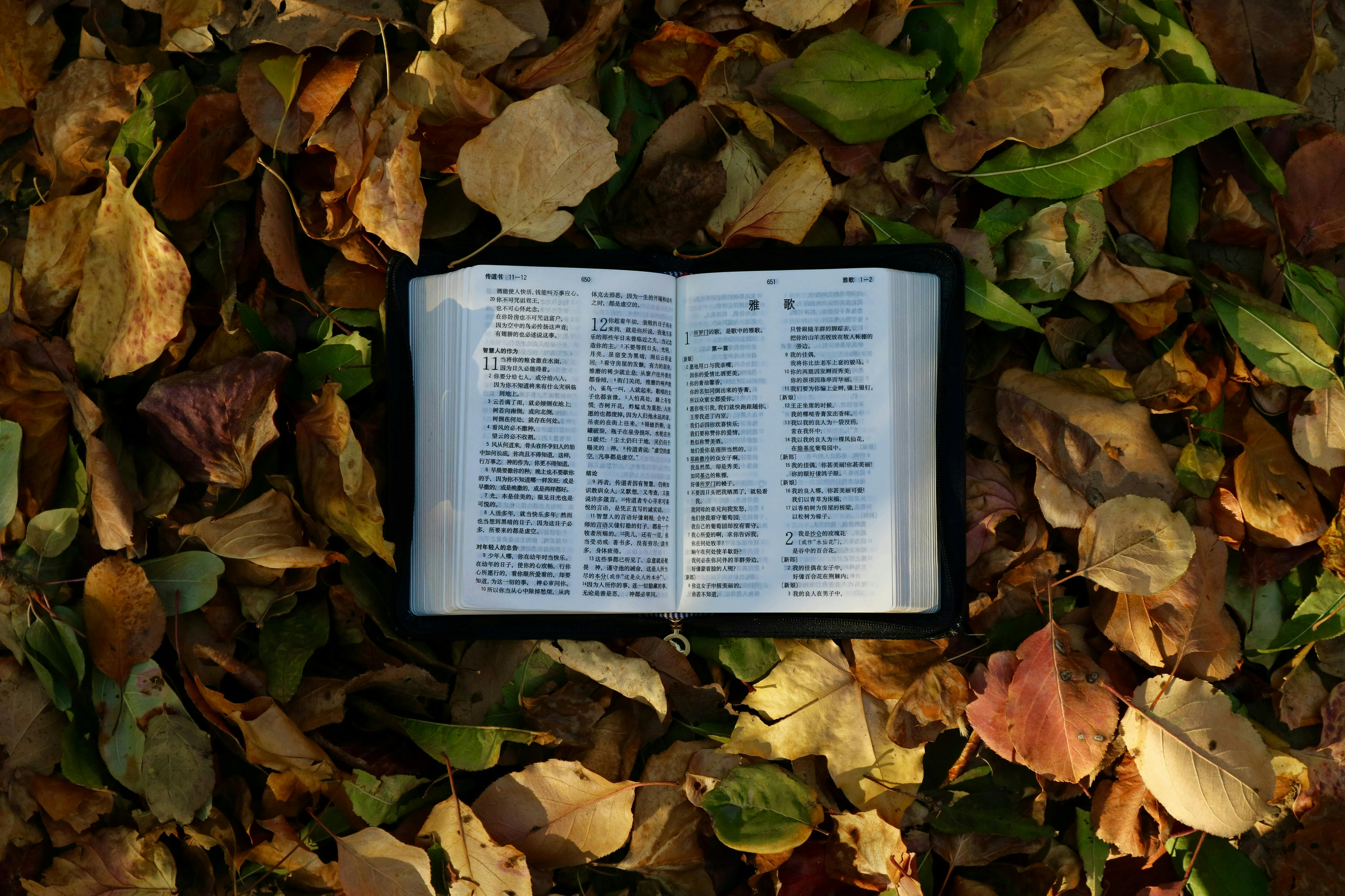 thanksgiving day bible verses